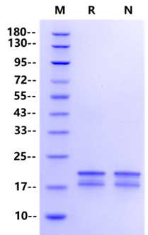 Recombinant Human FGF-6 Protein(C-6His)