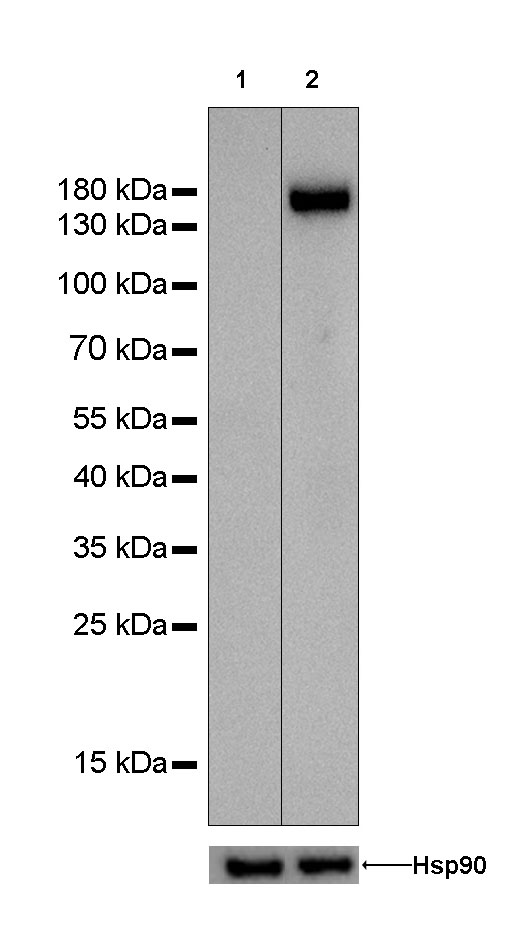 Rabbit anti-CD31 Monoclonal Antibody(008-17)