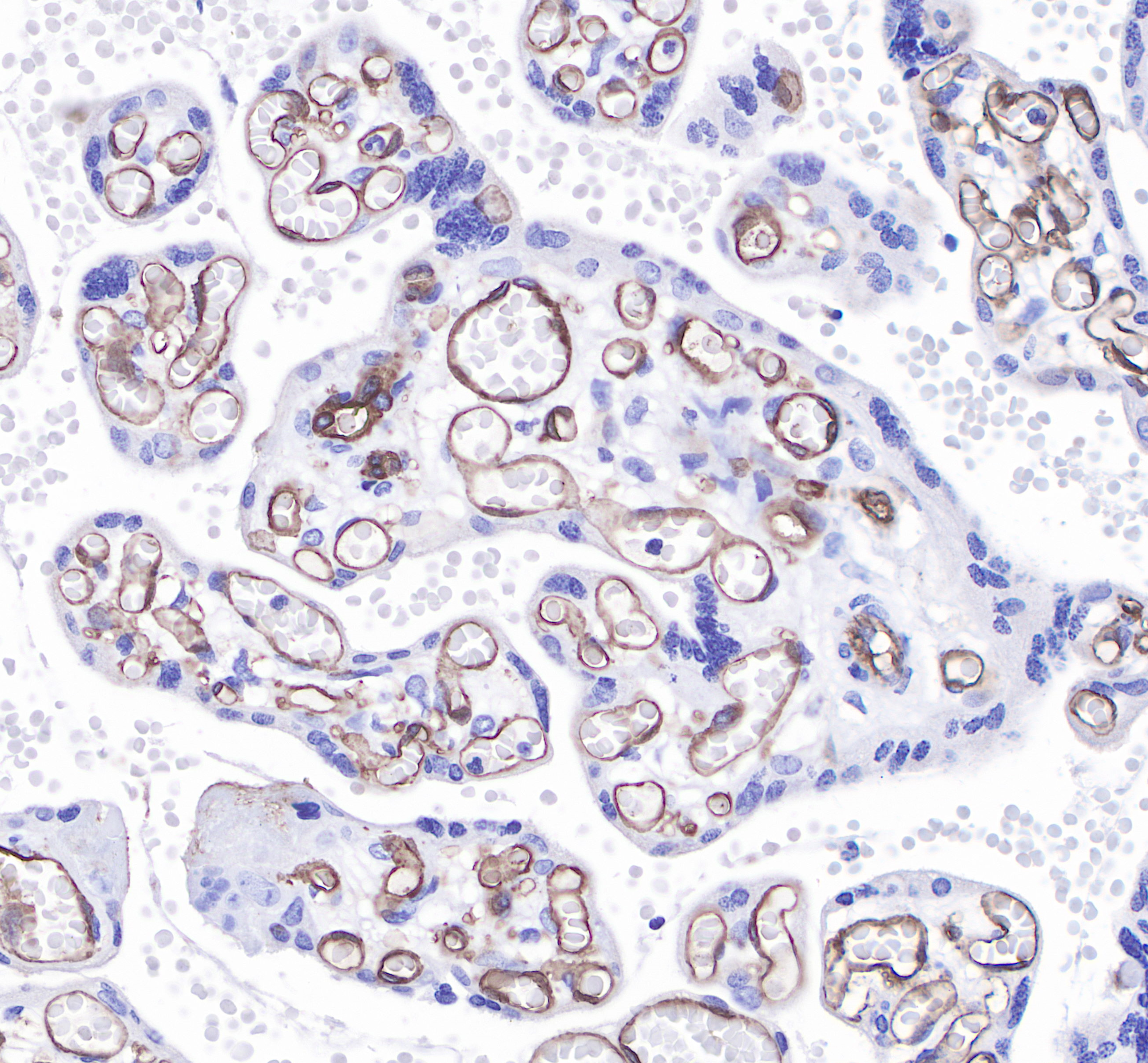 Rabbit anti-CD31 Monoclonal Antibody(008-17)