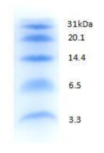 蓝色预染蛋白 Marker (3.3-31kDa)