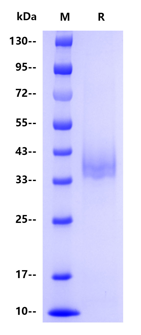 Recombinant Monkeypox virus E8L Protein(C-10His)