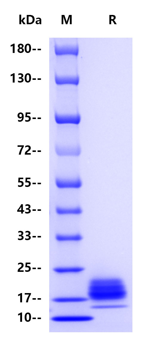 Recombinant Human IL-5 Protein(C-10His)