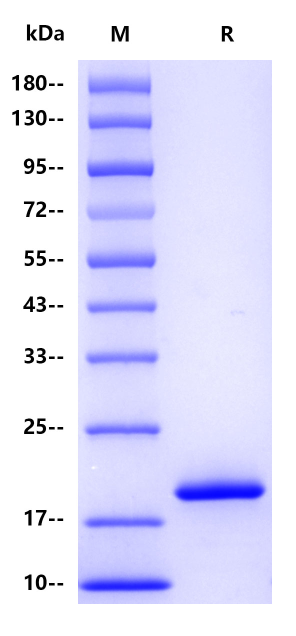 Recombinant Human IFN-α1 Protein(C-10His)
