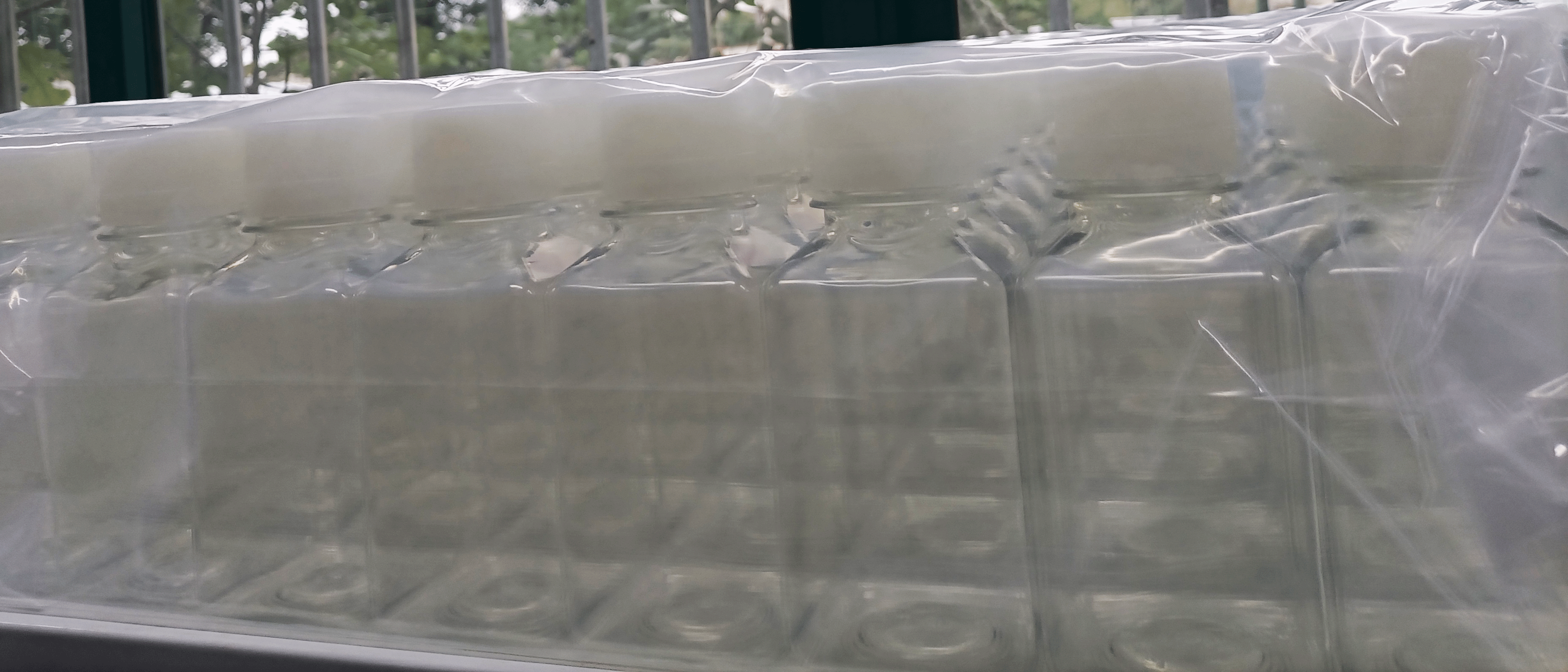 250mL PET培养基方瓶