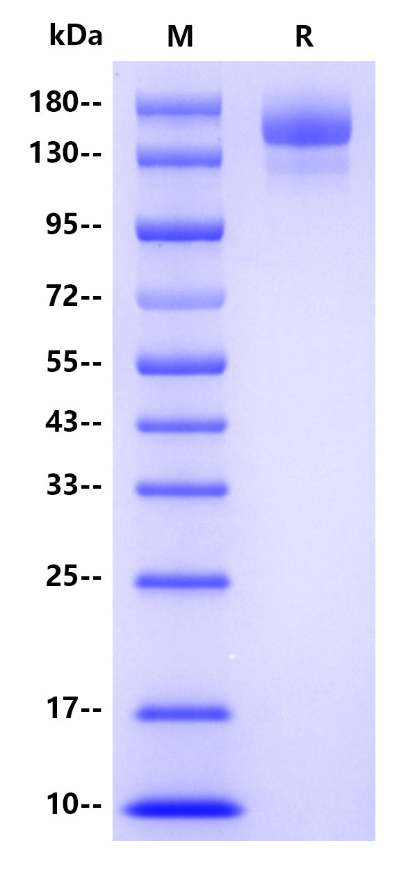 Recombinant SARS-CoV-2(Omicron/BF.15) S Protein(C-10His)