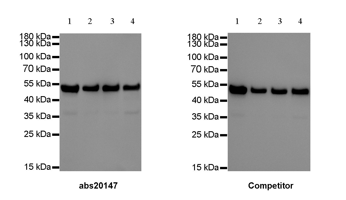 Goat anti-Rabbit IgG(H+L)-HRP Antibody