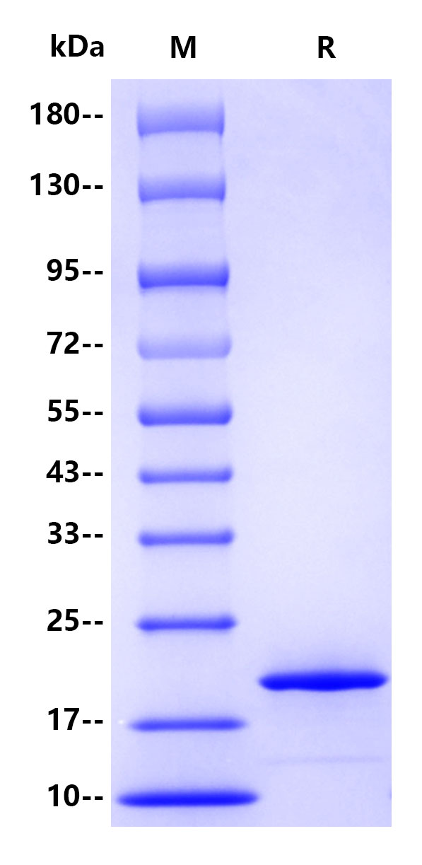 Recombinant  Human α-synuclein Protein(C-10His)