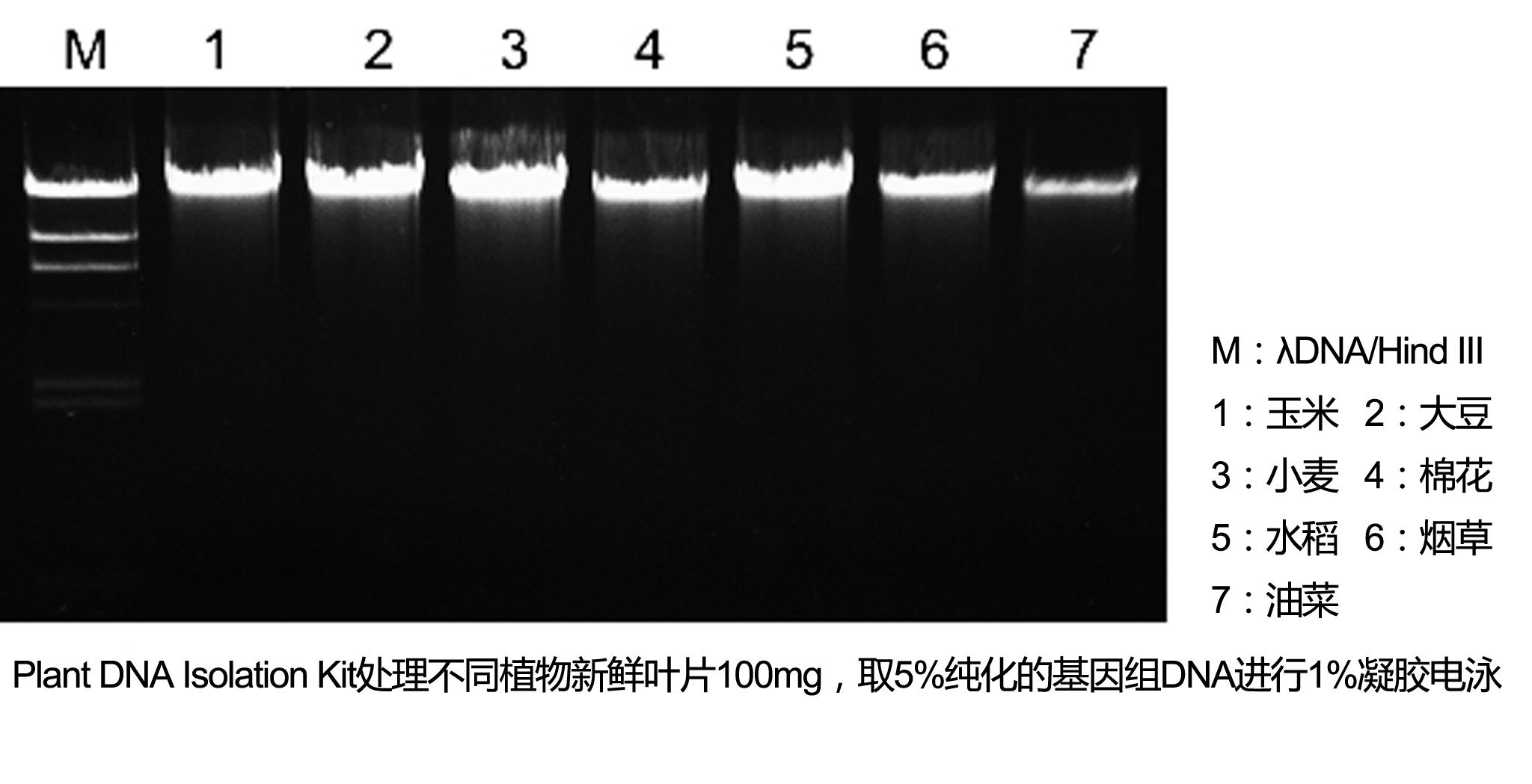 植物基因组DNA提取试剂盒
