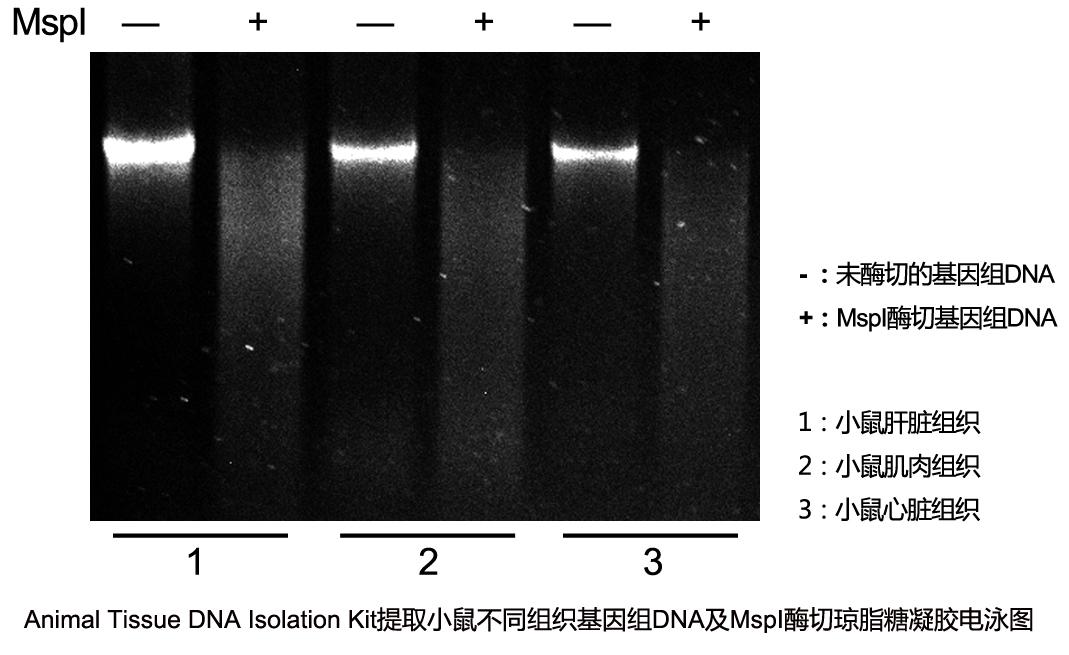 动物组织基因组DNA提取试剂盒