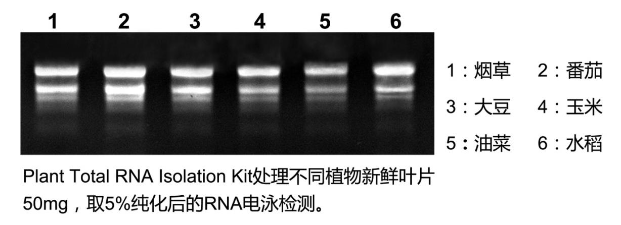 植物总RNA提取试剂盒(多糖多酚含量低的样本)