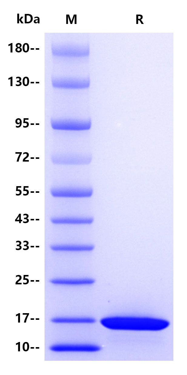 Recombinant Human RUNX1 Protein(His tag)