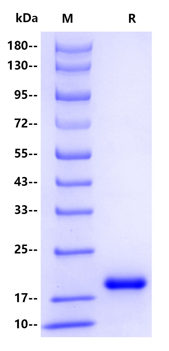 Recombinant ASFV p54 Protein(C-10His)