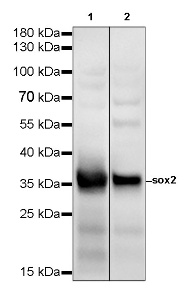 Rabbit anti-SOX2 Recombinant Monoclonal Antibody(066-58)
