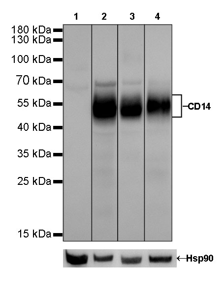 Rabbit anti-CD14 Recombinant Monoclonal Antibody(060-50)