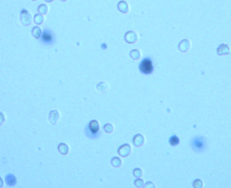 台盼蓝染色细胞存活率检测试剂盒