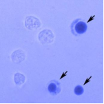 台盼蓝染色细胞存活率检测试剂盒