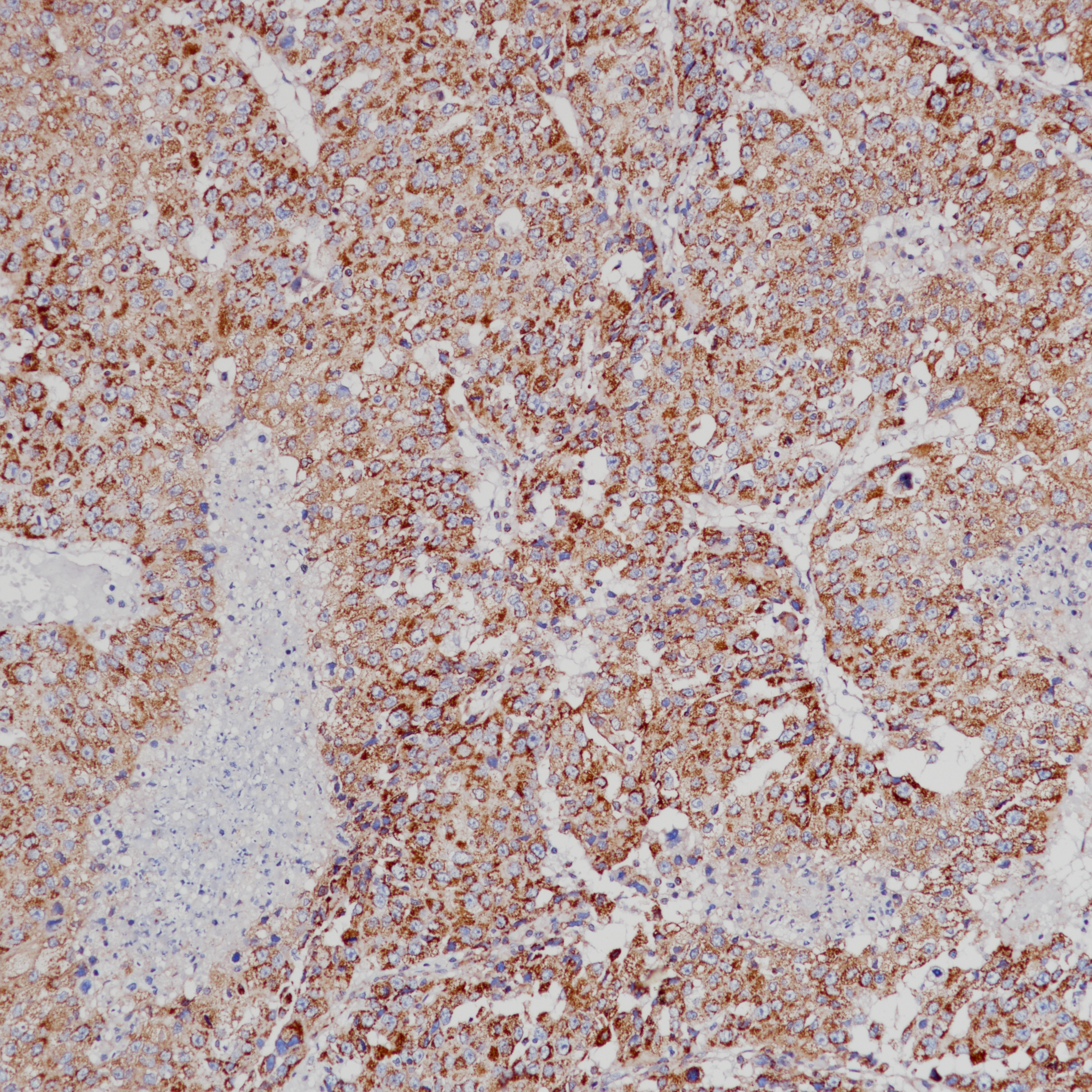 Rabbit anti-VEGF Monoclonal Antibody