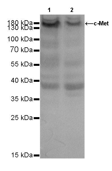 Rabbit anti-c-Met Recombinant Monoclonal Antibody(009-7H0L0)