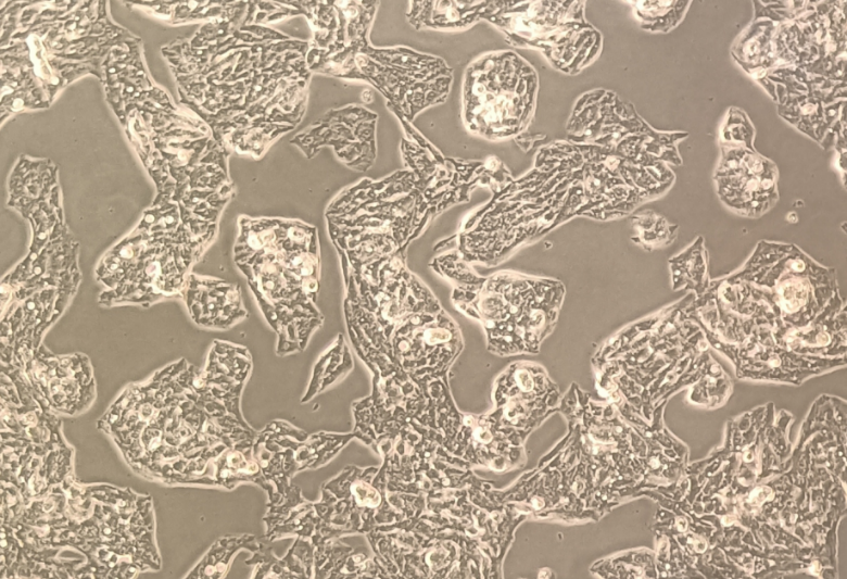 HepG2 Cell Culture Guide