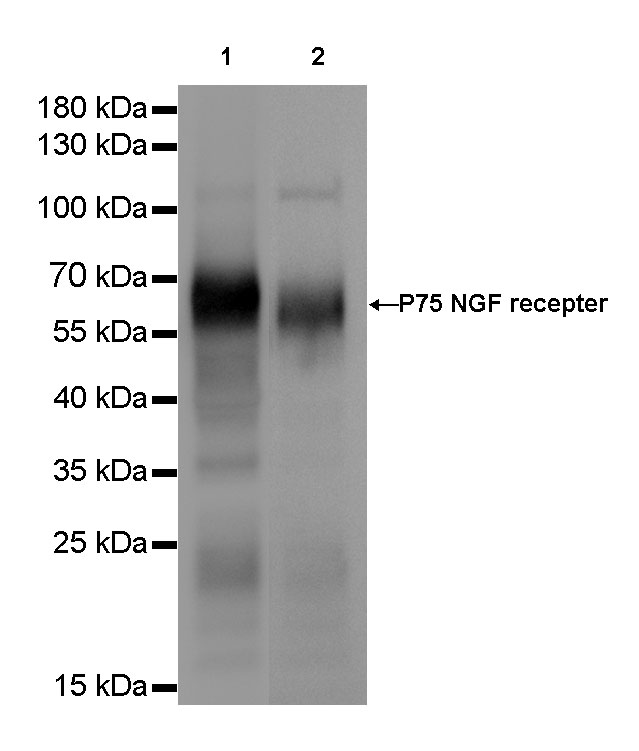 Rabbit anti-p75 NGF Receptor Recombinant Monoclonal Antibody(055-42)