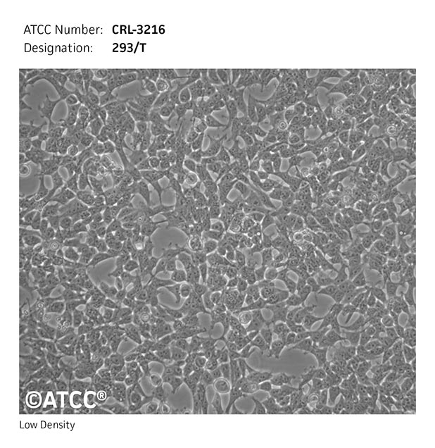 293T Cell Culture Guide