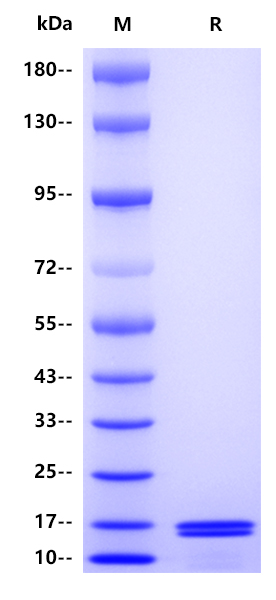 Recombinant Human IL-2 Protein(C-10His)