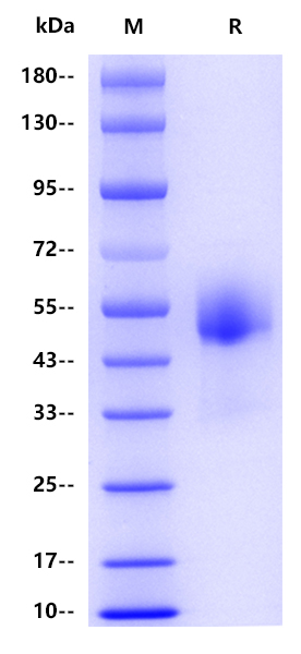 Recombinant Human CSF1R Protein(C-10His)