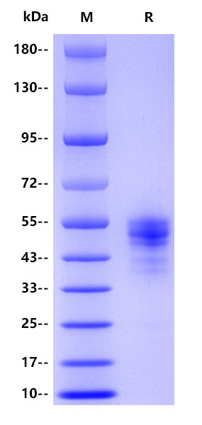 Recombinant Human CD14 Protein(C-10His)