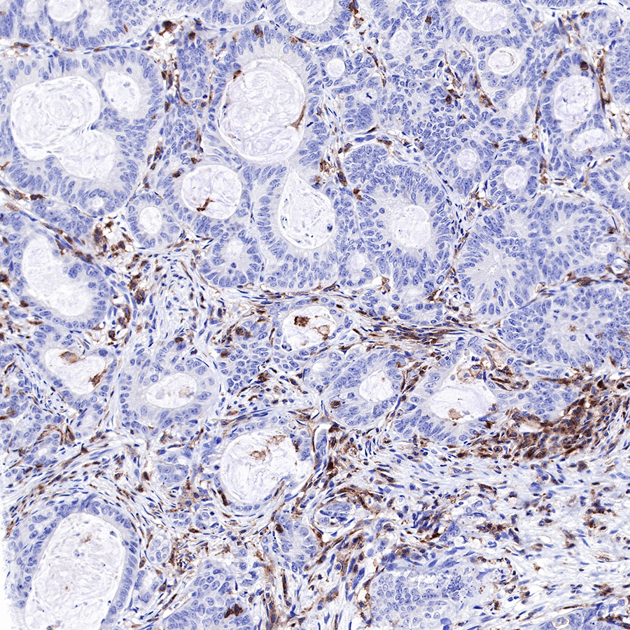 Rabbit anti-CD43 Recombinant Monoclonal Antibody(R101)