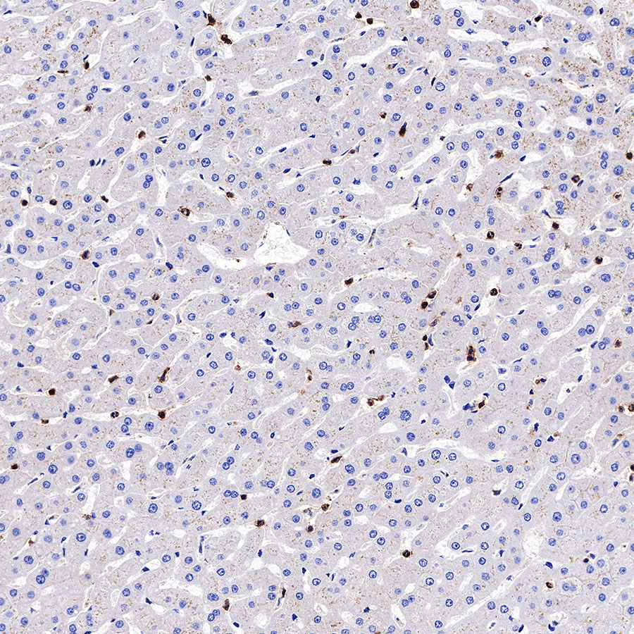 Rabbit anti-CD43 Recombinant Monoclonal Antibody(R101)