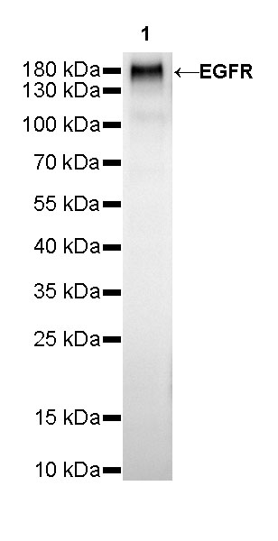 Rabbit anti-EGFR Recombinant Monoclonal Antibody(R110)