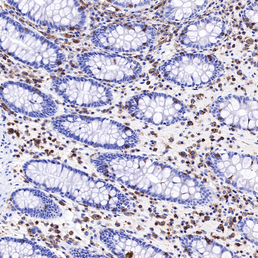 Rabbit anti-CD43 Recombinant Monoclonal Antibody(R101)