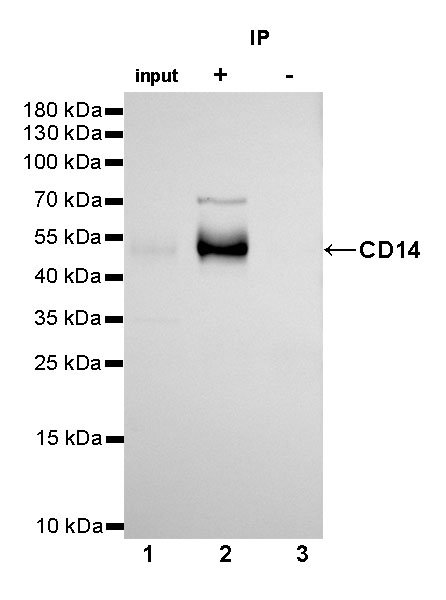 Rabbit anti-CD14 Recombinant Monoclonal Antibody(060-50)