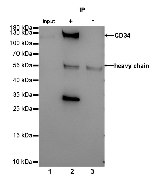 Rabbit anti-CD34 Monoclonal Antibody(051-68)