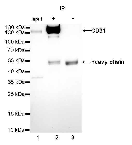 Rabbit anti-CD31 Monoclonal Antibody(008-17)