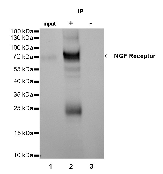 Rabbit anti-p75 NGF Receptor Recombinant Monoclonal Antibody(055-42)
