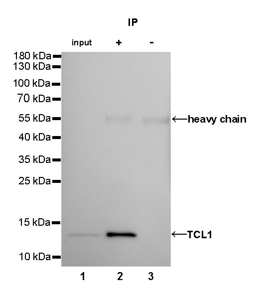 Rabbit anti-TCL1 Recombinant Monoclonal Antibody(052-12)