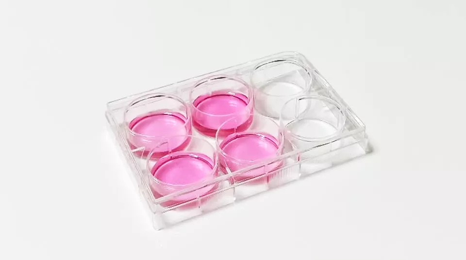 细胞培养板（标准透明6孔板）