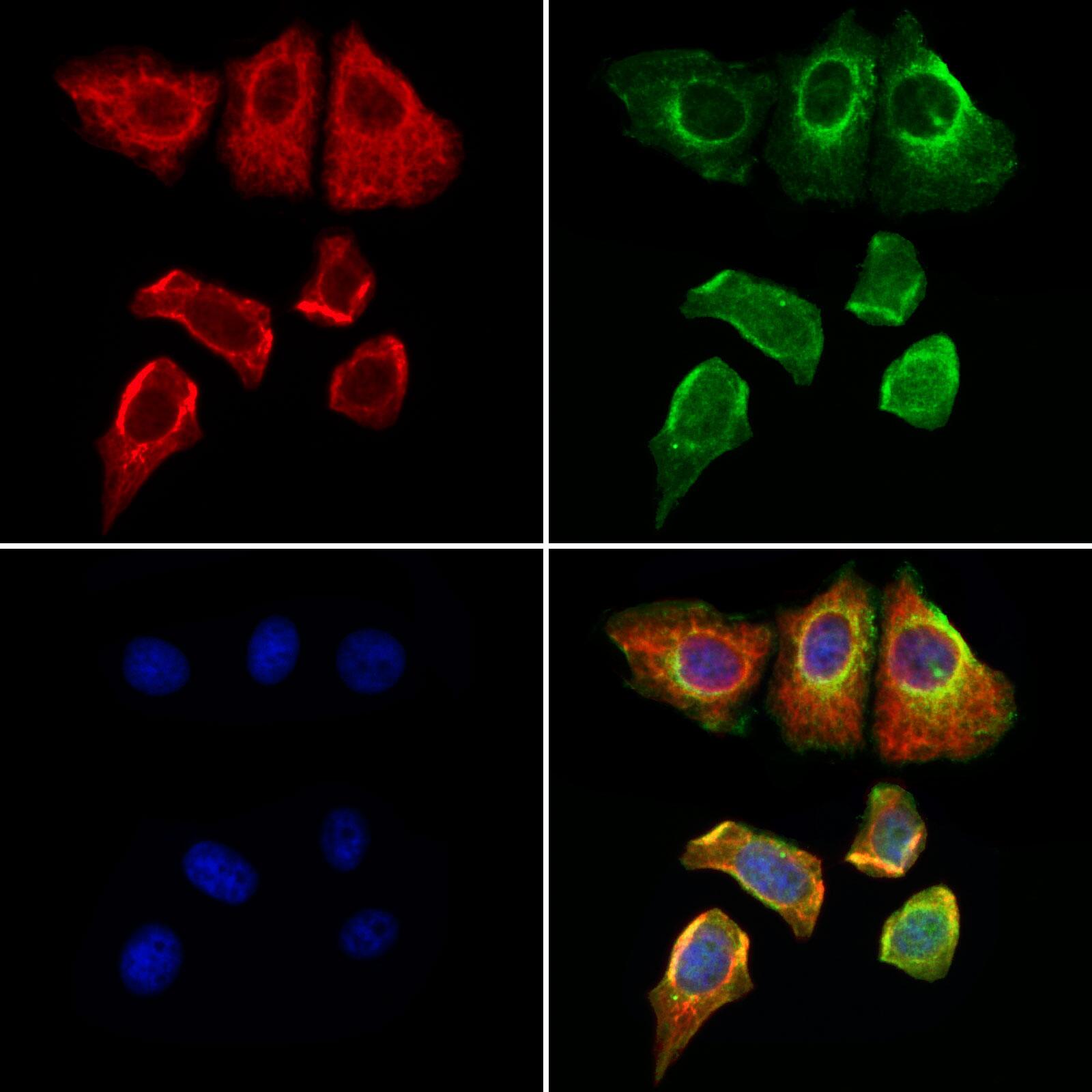 Rabbit anti-GPX4 Polyclonal Antibody