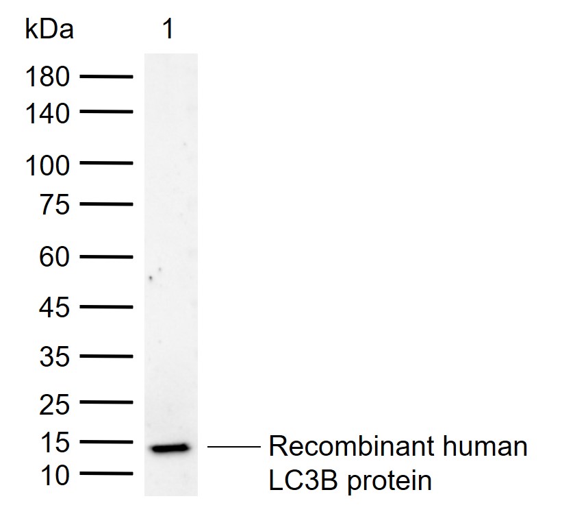 Rabbit anti-MAP1A Polyclonal Antibody