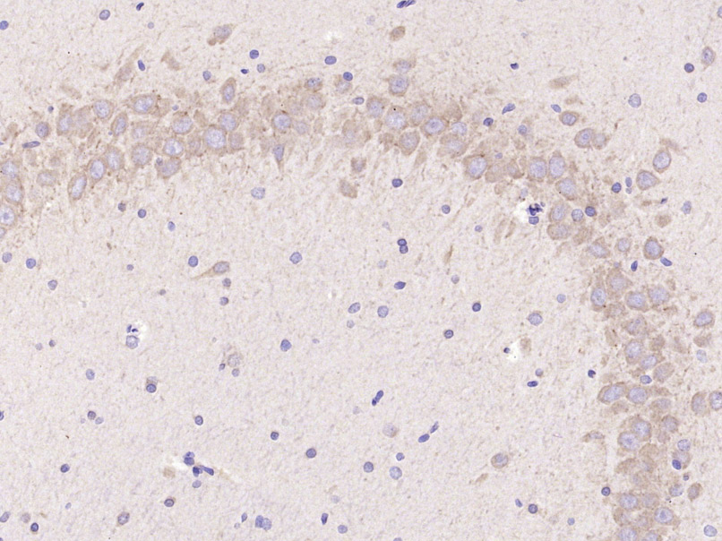 Rabbit anti-MAP1A Polyclonal Antibody