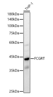 Rabbit anti-FCGRT Polyclonal Antibody