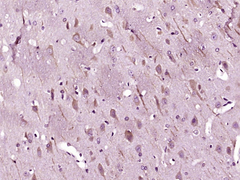Rabbit anti-MAP1A Polyclonal Antibody