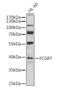 Rabbit anti-FCGRT Polyclonal Antibody