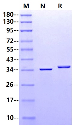 PNGase F
