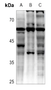 Rabbit anti-GPCR19 Polyclonal Antibody