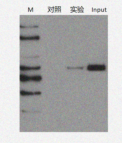 DNA Pull Down Kit(Animal)