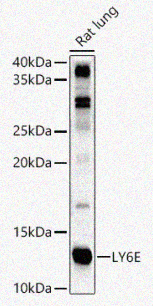 Rabbit anti-LY6E Polyclonal Antibody