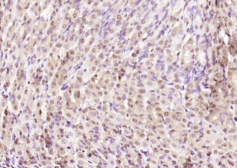 Rabbit anti-Nrf2 Polyclonal Antibody-爱必信(absin)官网