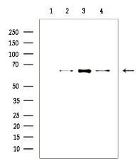 Rabbit anti-NF-KappaB p65 Polyclonal Antibody